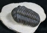 Detailed Phacops Trilobite #8204-3
